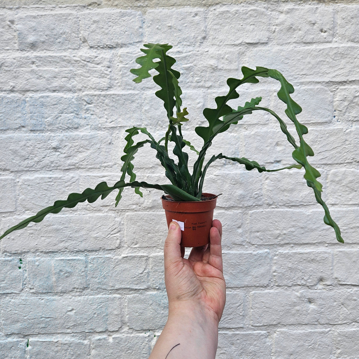 Disocactus anguliger (Fishbone Cactus)