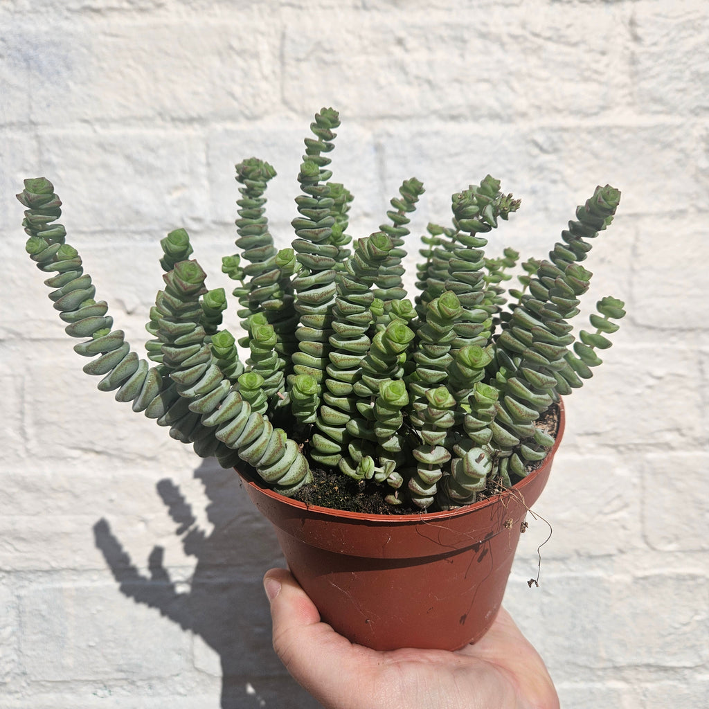 Crassula marnieriana (Jade Necklace)