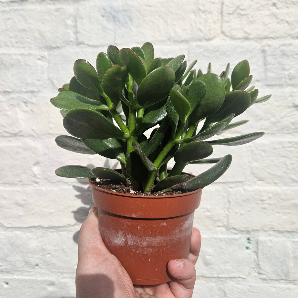 Crassula ovata (Jade plant)