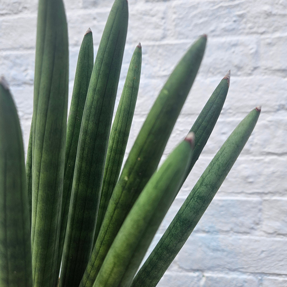 Sansevieria bacularis 'Mikado' (Snake Plant)
