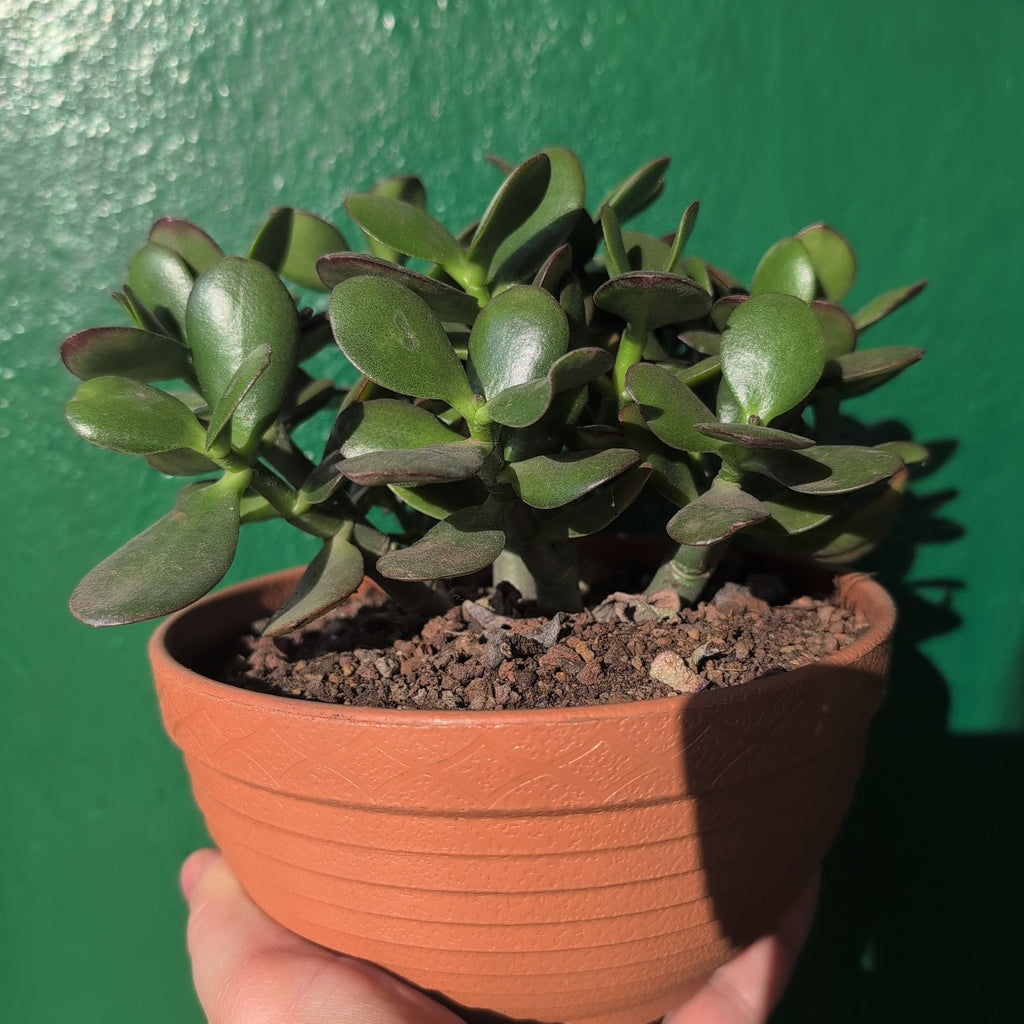 Crassula ovata 'Minor' (Jade plant)