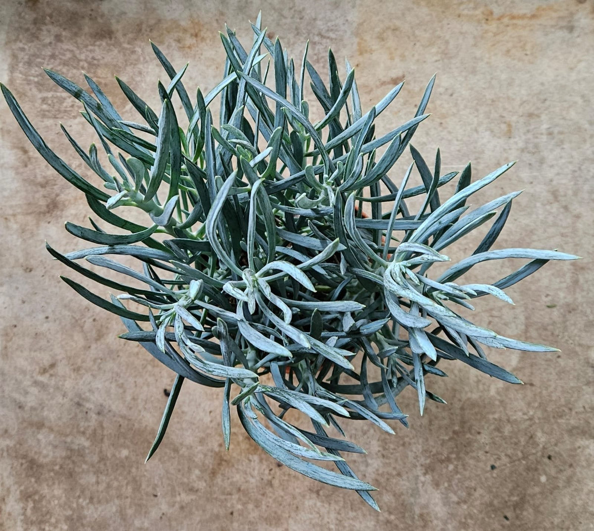 Curio ficoides ( Skyscraper Succulent)