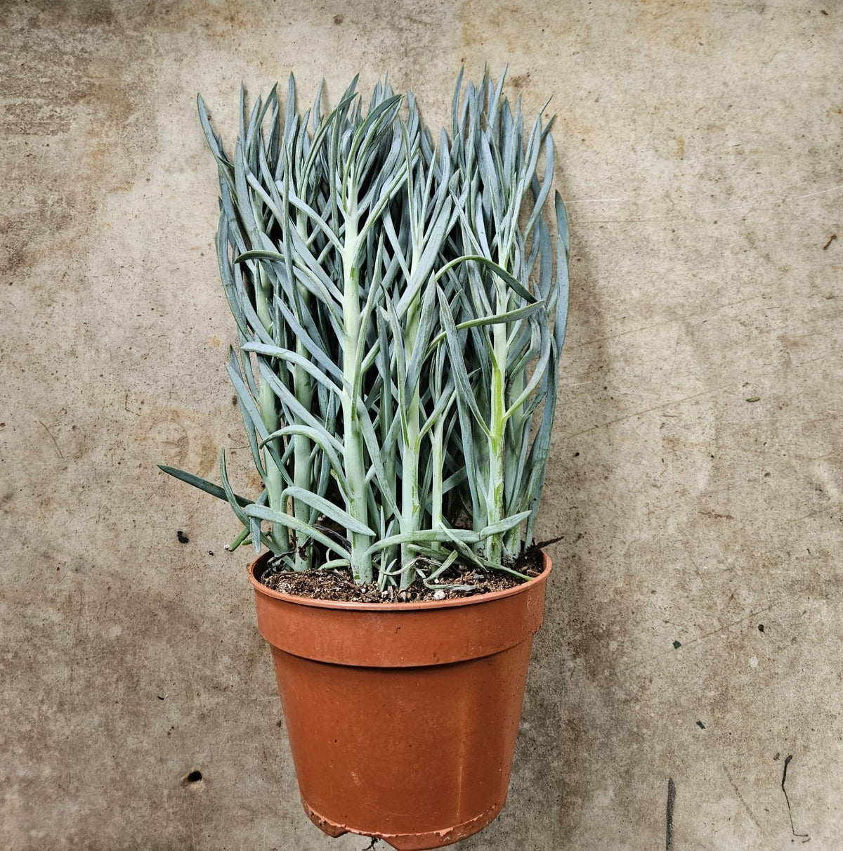 Curio ficoides ( Skyscraper Succulent)