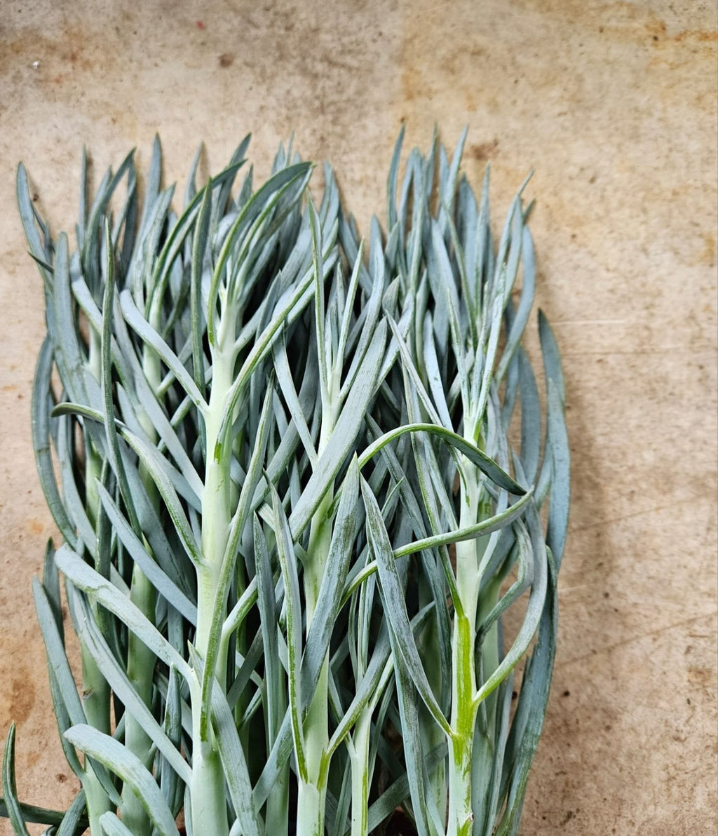 Curio ficoides ( Skyscraper Succulent)