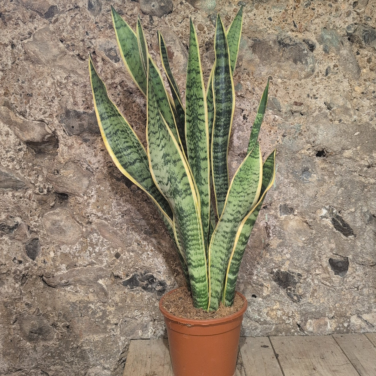 Sansevieria trifasciata 'Laurentii' (Snake Plant)