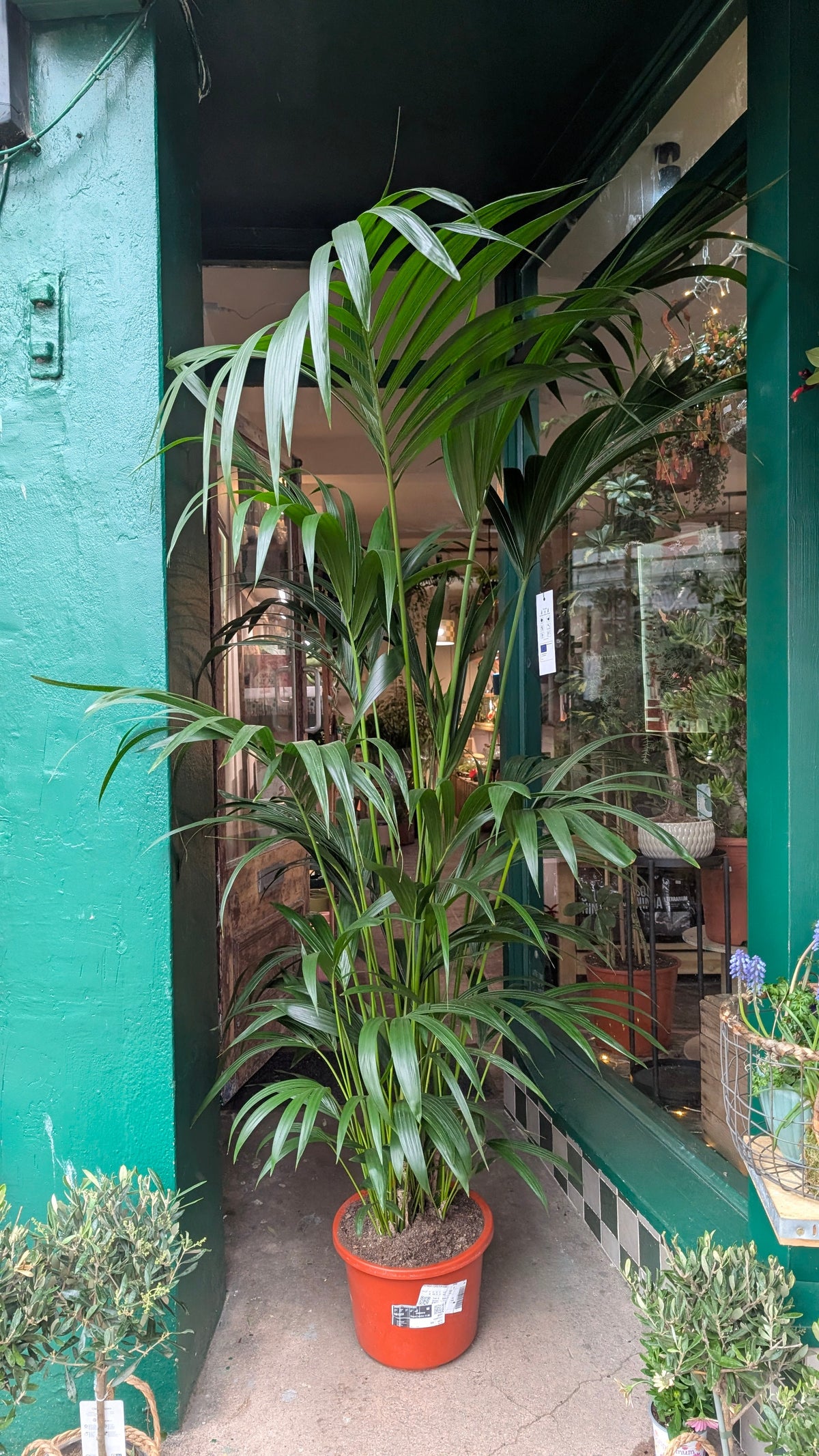 Howea Forsteriana (Kentia Palm)
