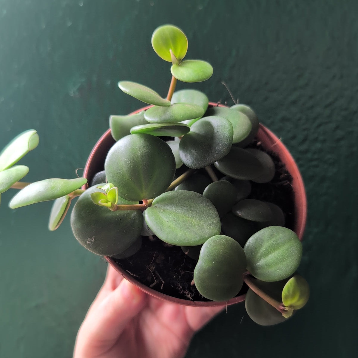 Peperomia tetraphylla 'Hope' (Peperomia Hope)