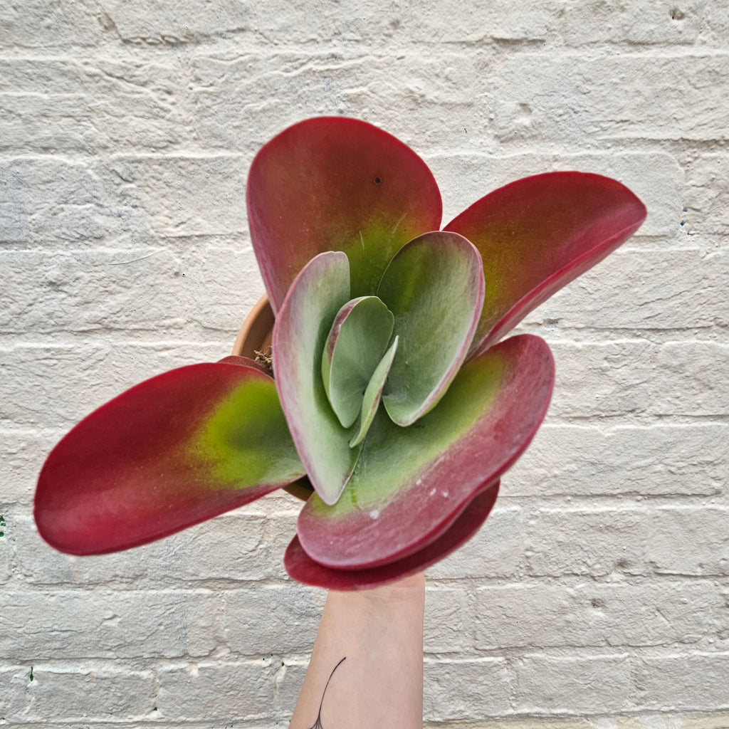 Kalanchoe thyrsiflora 'Red Lips'