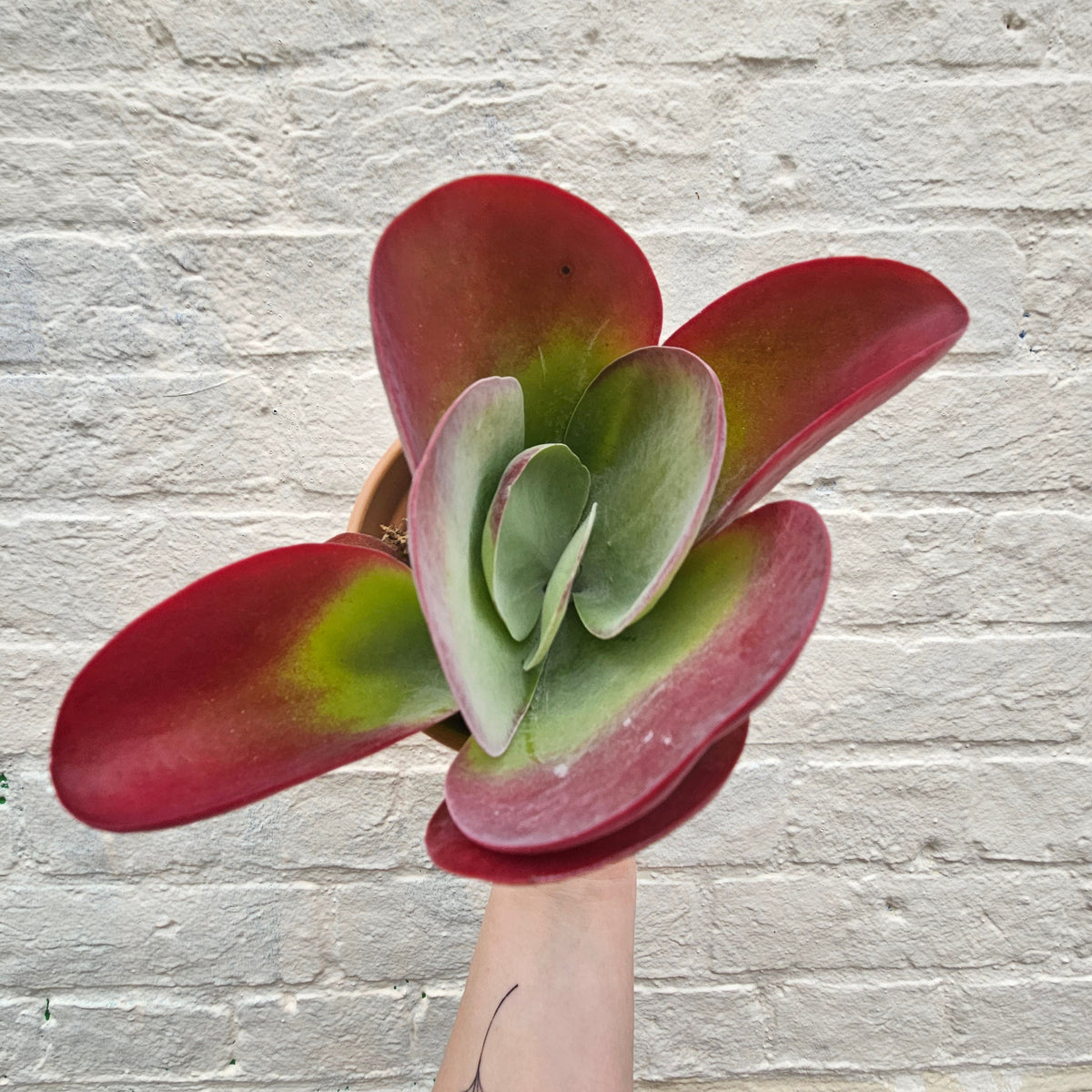 Kalanchoe thyrsiflora 'Red Lips'
