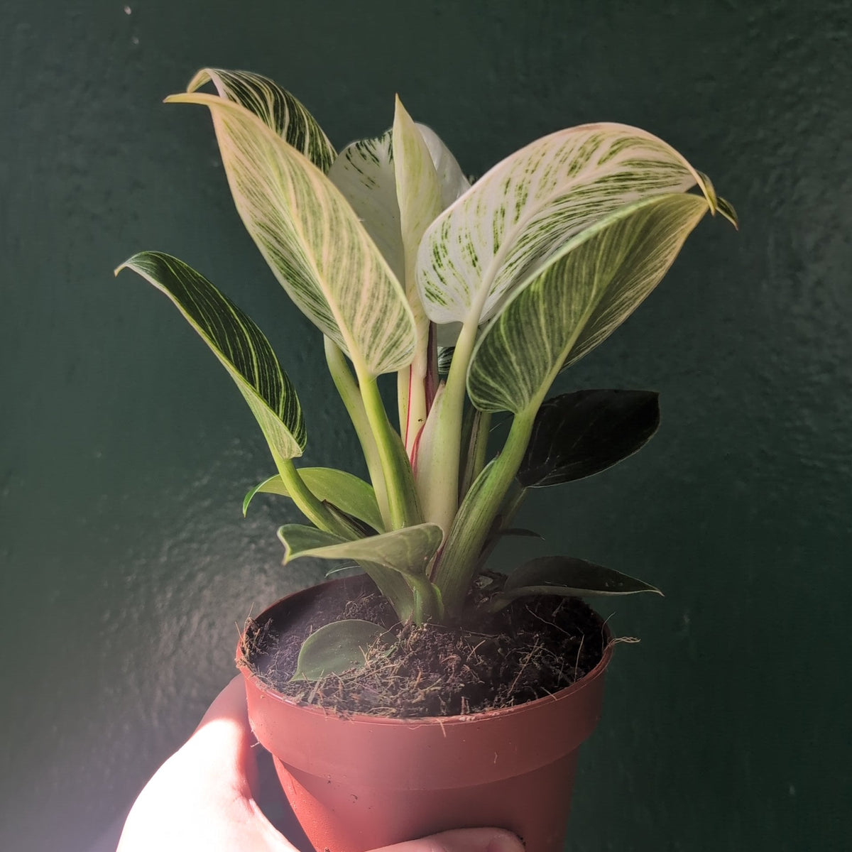 Philodendron birkin 'White veins'