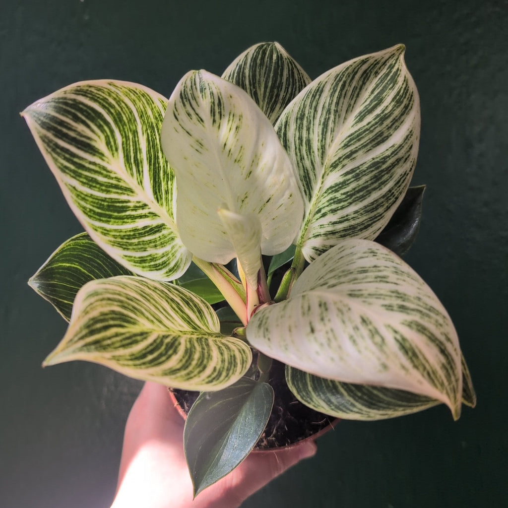 Philodendron birkin 'White veins'