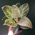 Philodendron birkin 'White veins'