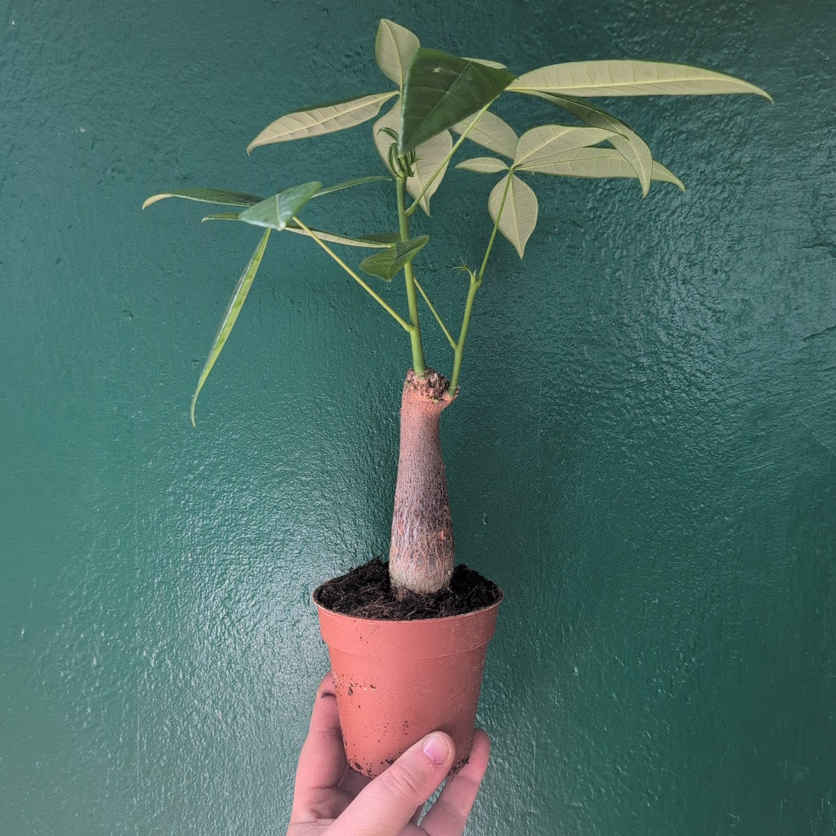 Pachira aquatica (Money Tree)