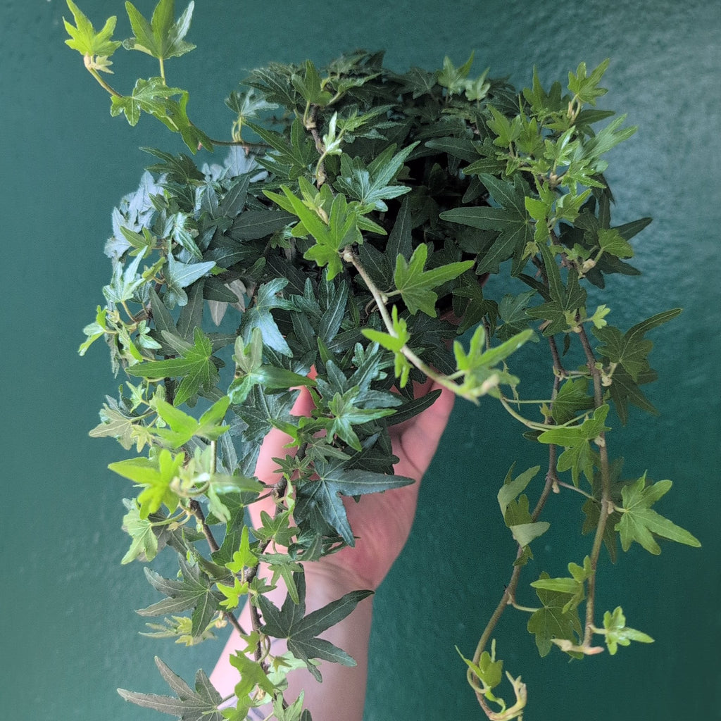 Hedera helix (English Ivy)
