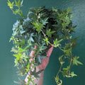 Hedera helix (English Ivy)