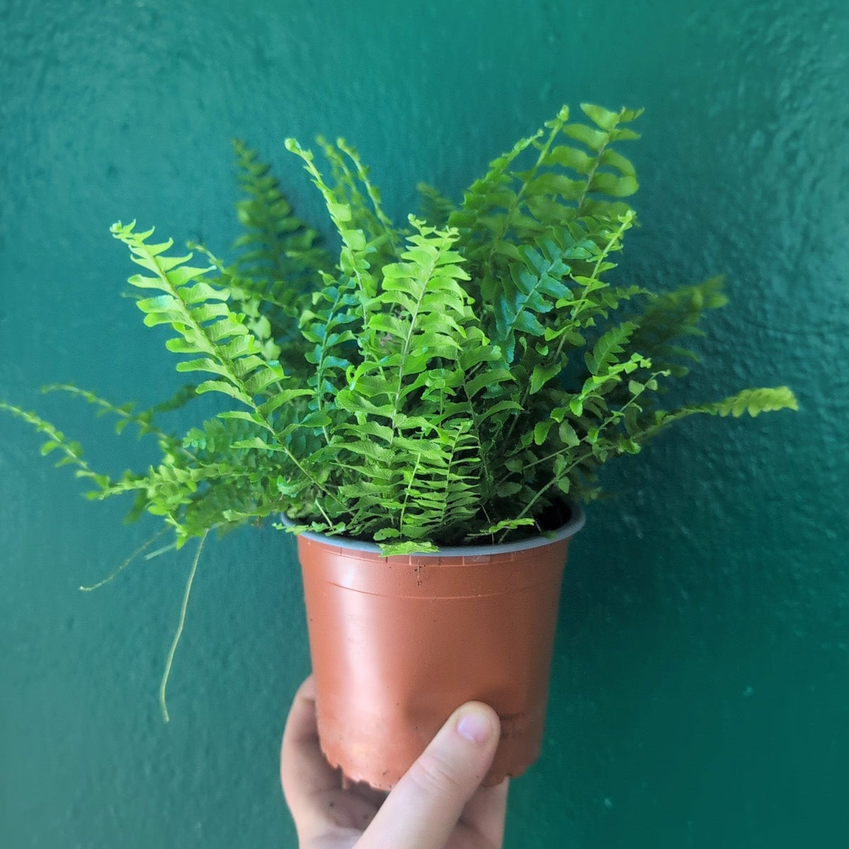 Nephrolepis Exaltata (Boston Fern)