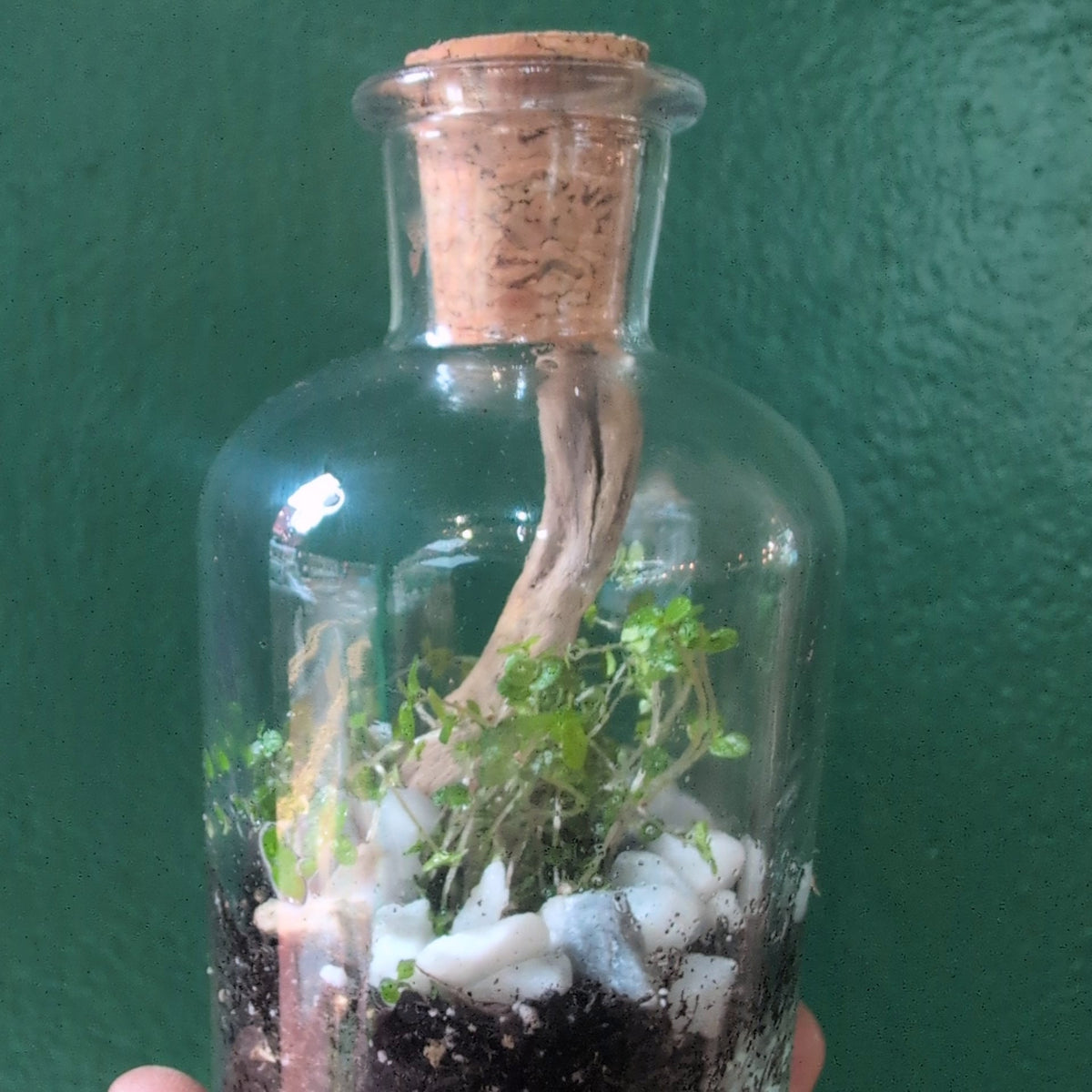 Small Closed Terrarium