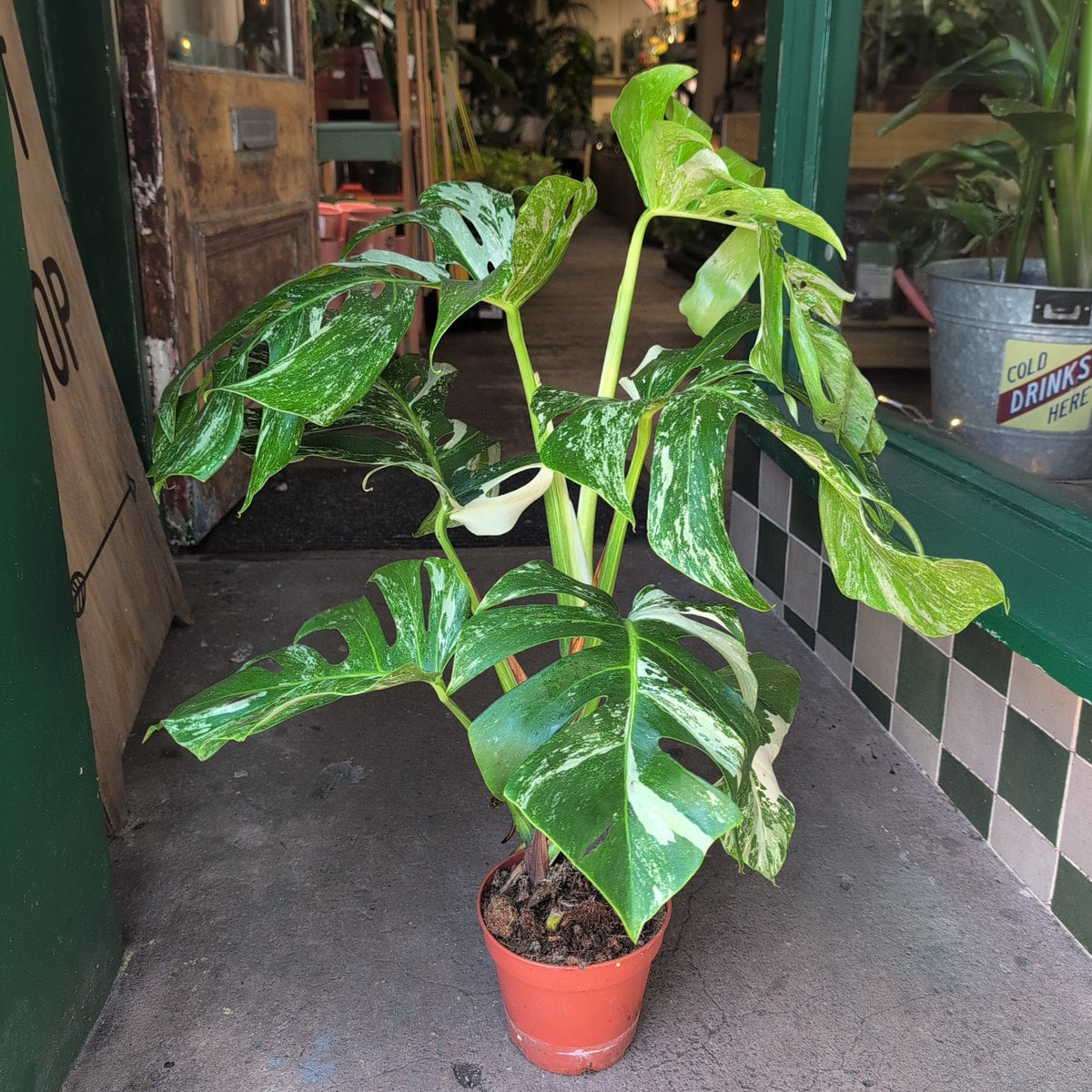Monstera deliciosa 'Variegata' (Variegated Cheese Plant)