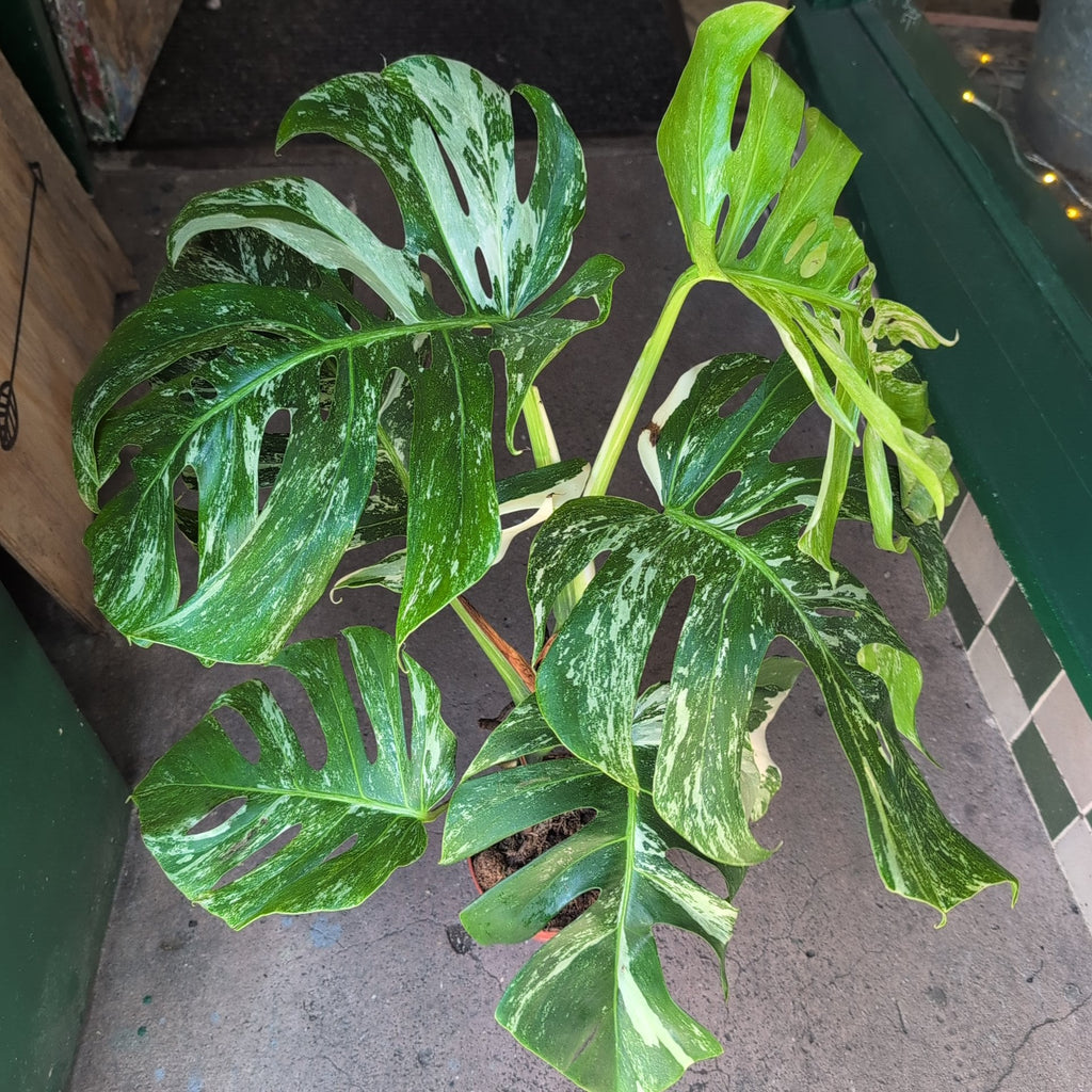 Monstera deliciosa 'Variegata' (Variegated Cheese Plant)