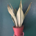 Sansevieria trifasciata 'Moonshine' (Snake Plant)