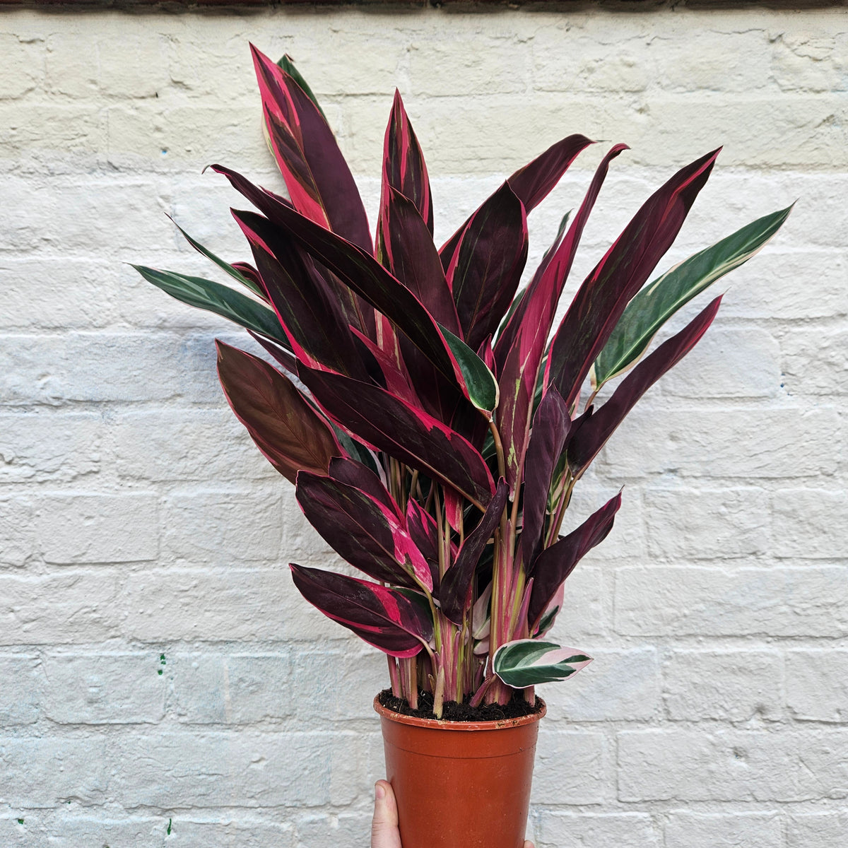 Stromanthe sanguinea 'Triostar' (Calathea Triostar)