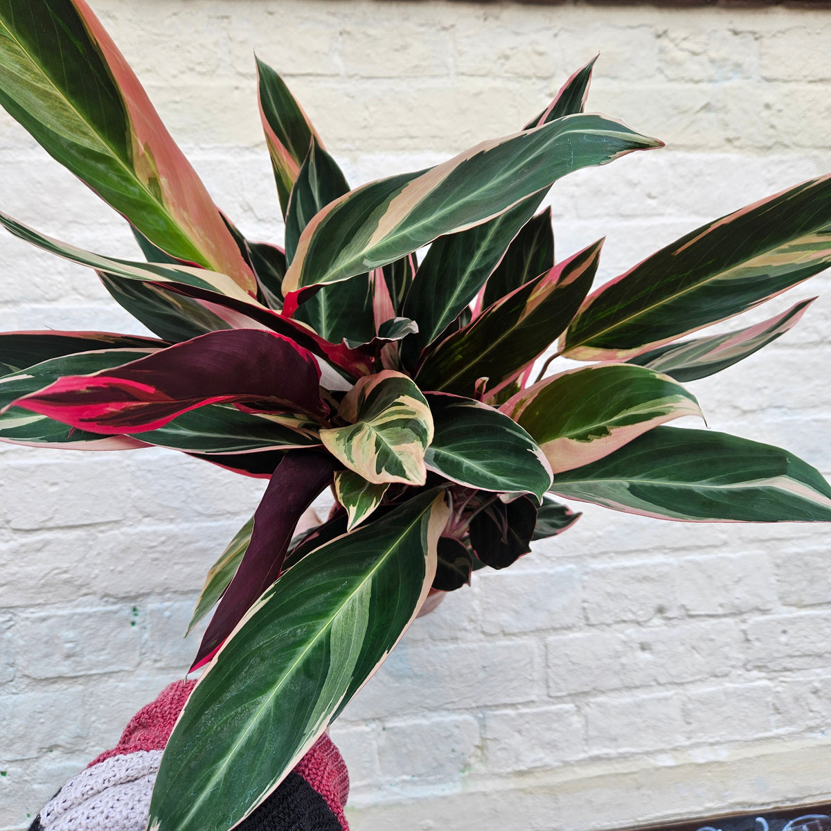 Stromanthe sanguinea 'Triostar' (Calathea Triostar)