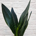 Sansevieria trifasciata 'Black Diamond' (Snake Plant)