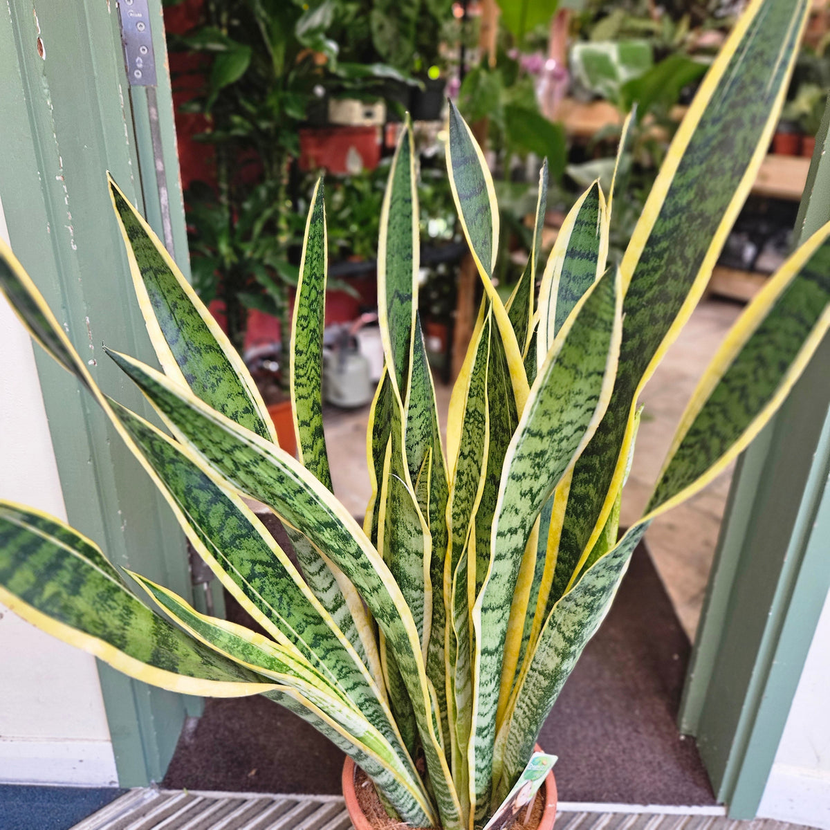 Sansevieria trifasciata 'Laurentii' (Snake Plant)