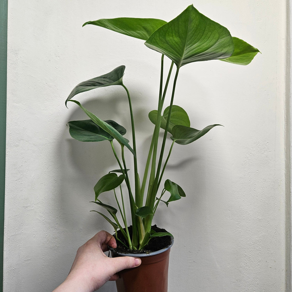 Monstera deliciosa (Swiss Cheese Plant)