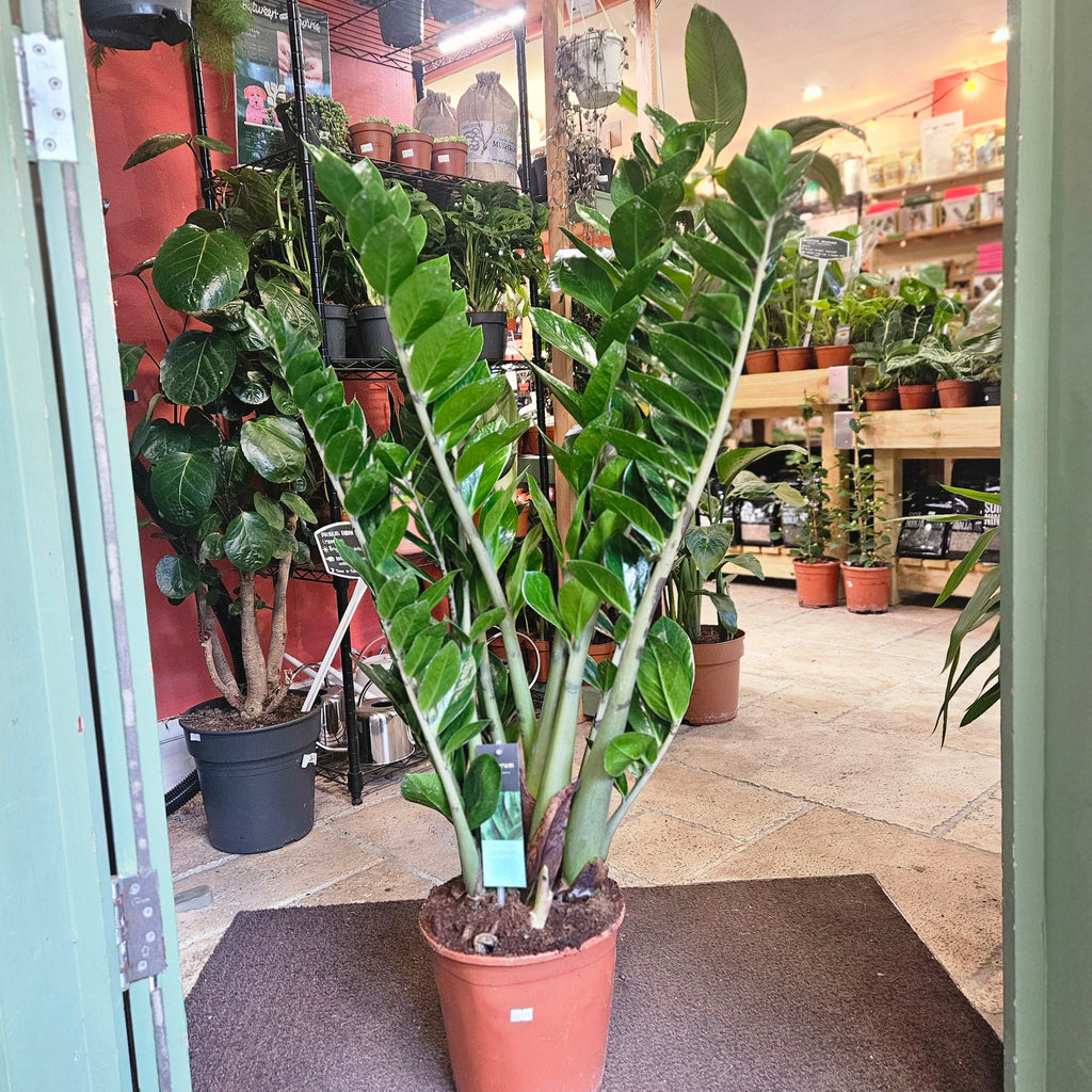 Zamioculcas zamiifolia (ZZ Plant)