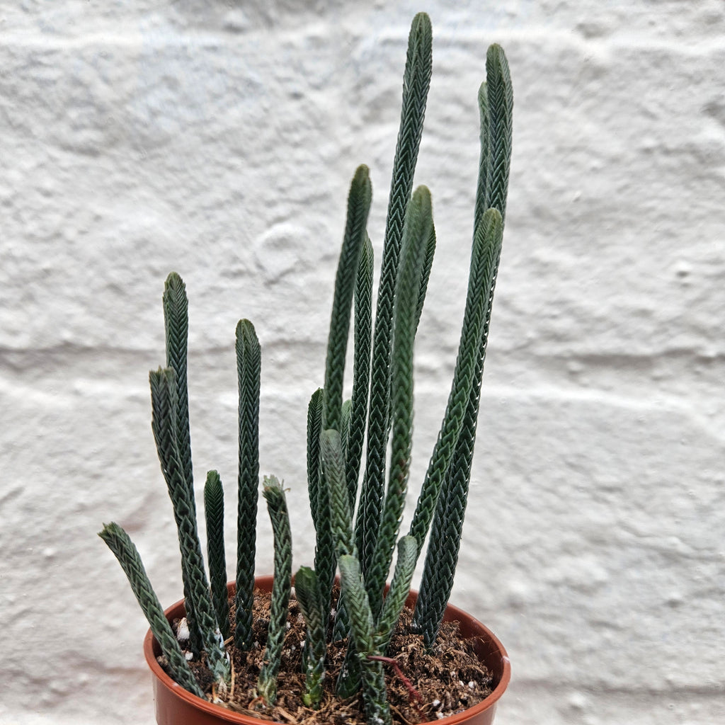Crassula lycopodioides (Watchchain Plant)