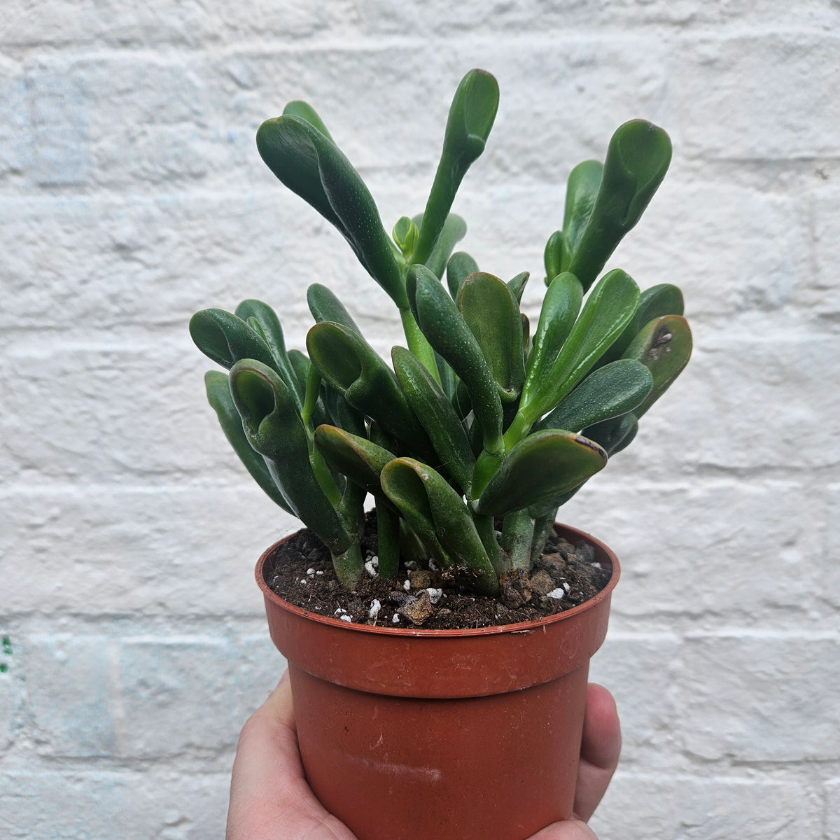 Crassula ovata 'Gollum' (Jade plant)
