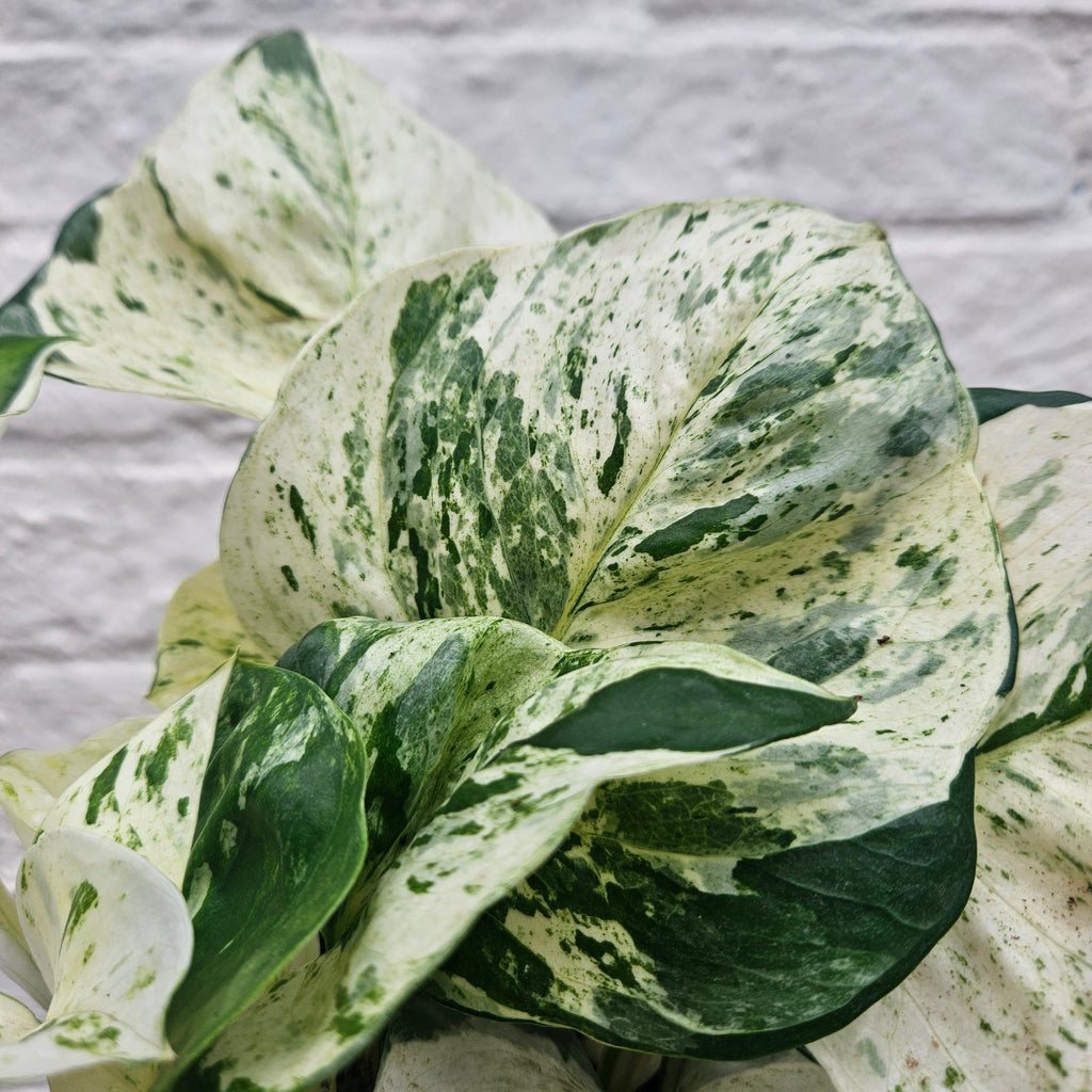 Epipremnum pinnatum 'Happy Leaf' (Manjula Pothos)