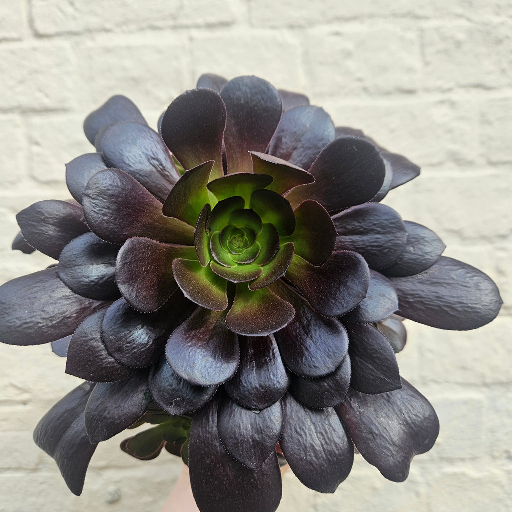 Aeonium arboreum (Houseleek Tree)