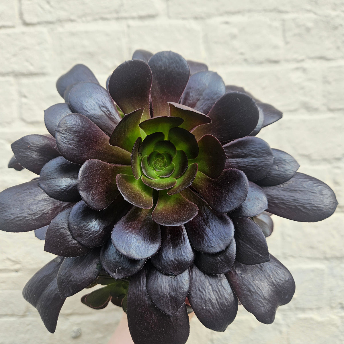 Aeonium arboreum (Houseleek Tree)
