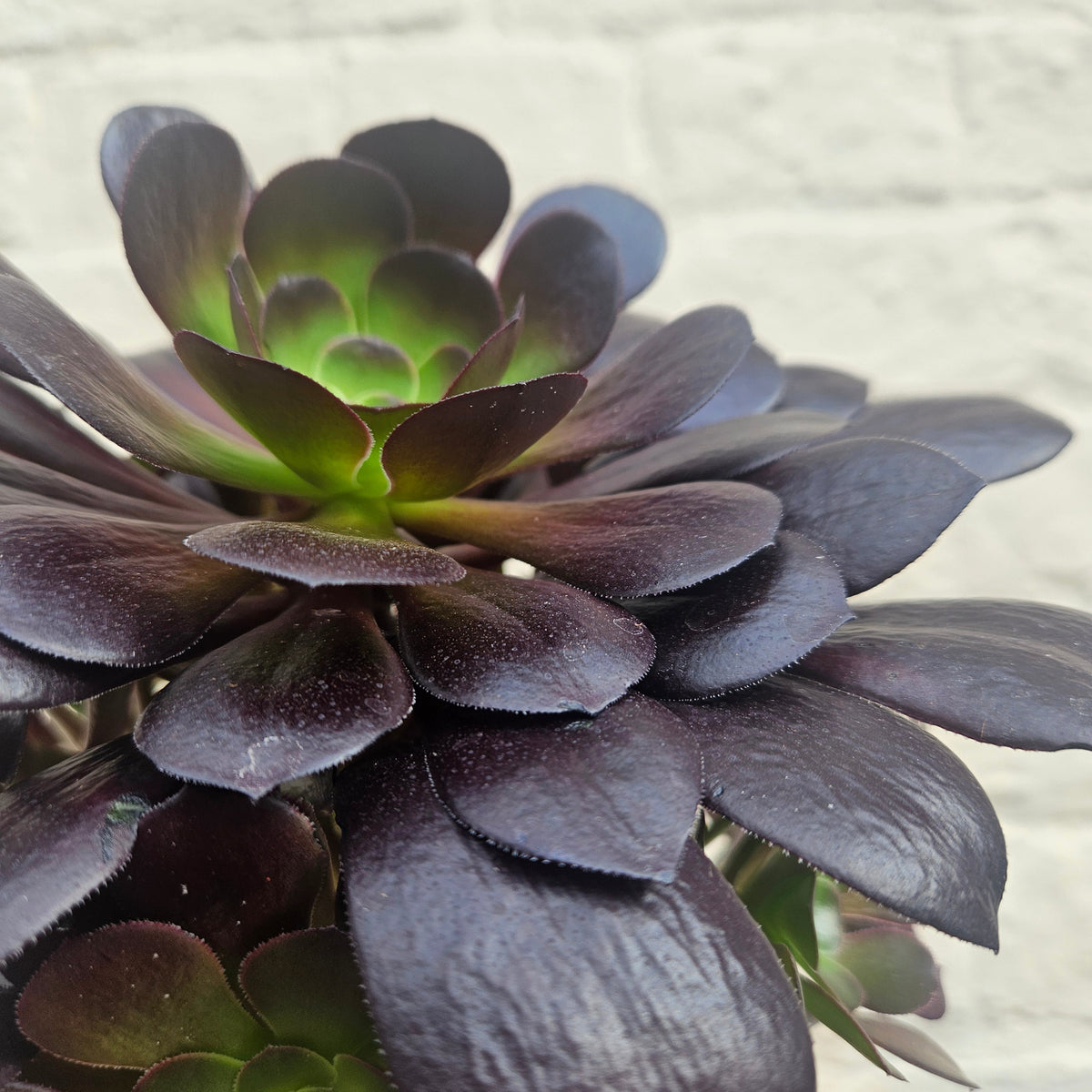 Aeonium arboreum (Houseleek Tree)