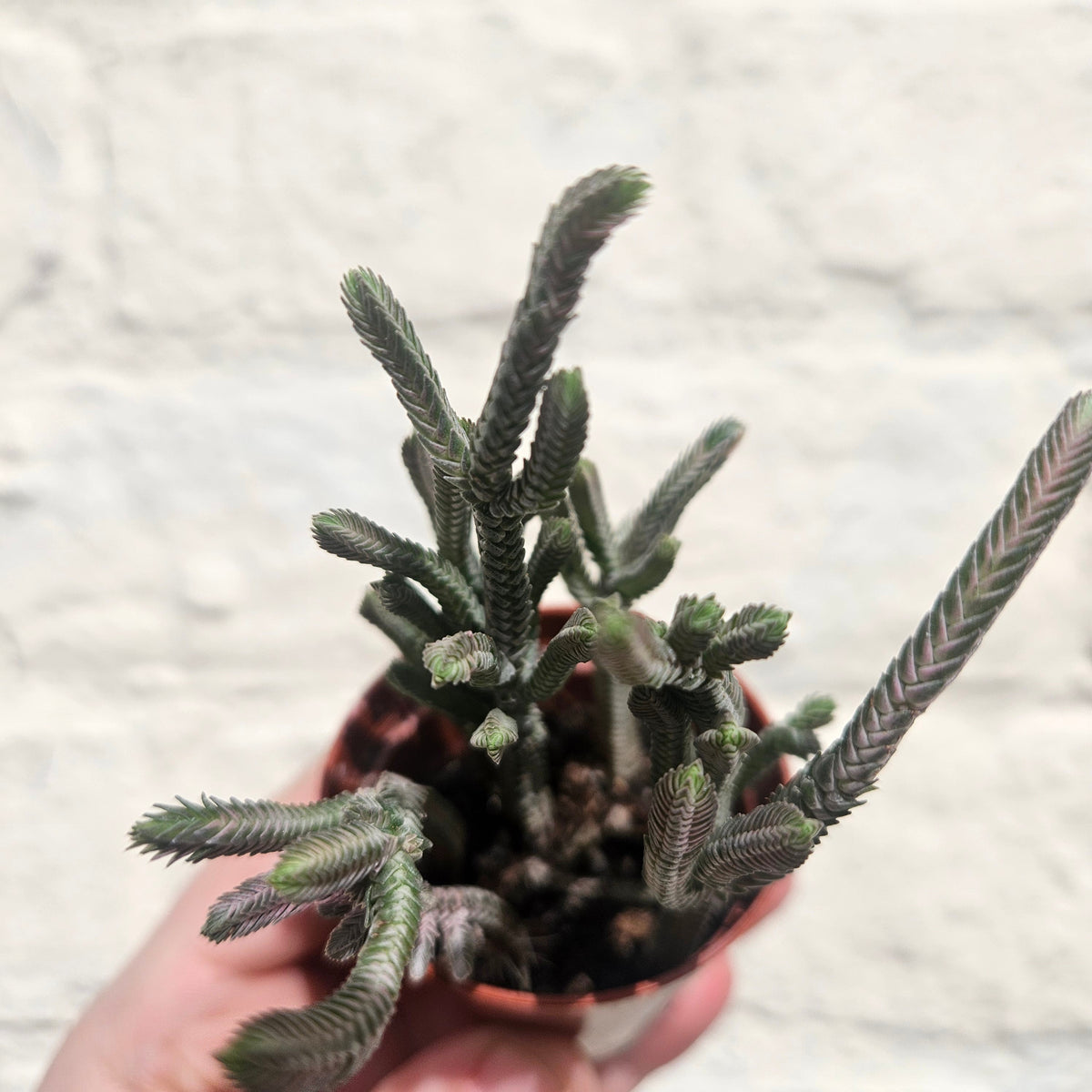 Crassula lycopodioides (Watchchain Plant)