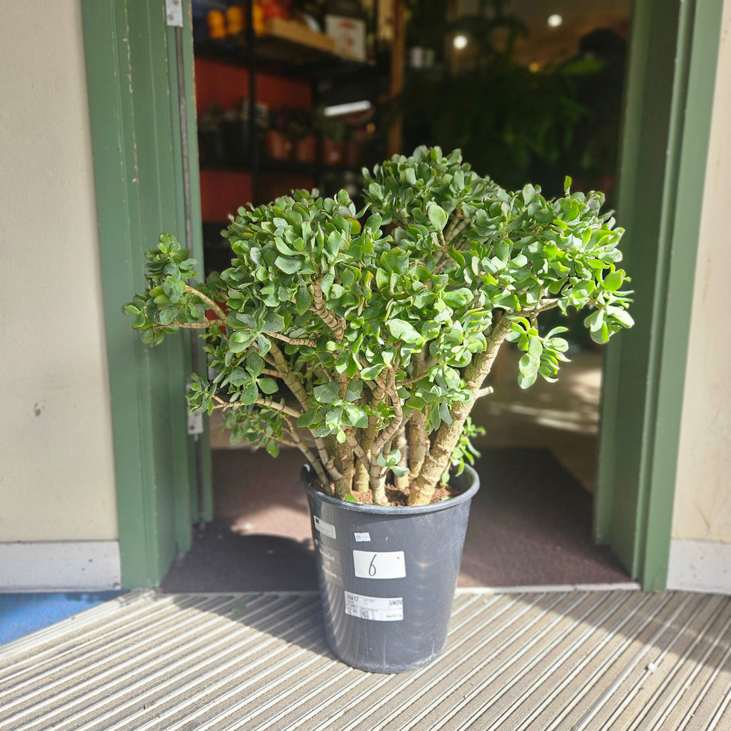 Crassula arborescens undulatifolia 'Ripple Jade'