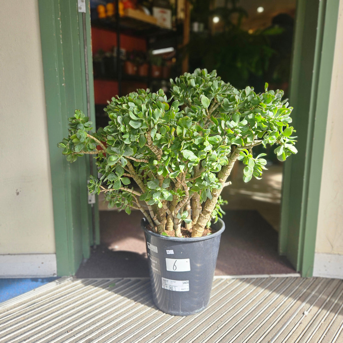 Crassula arborescens undulatifolia 'Ripple Jade'