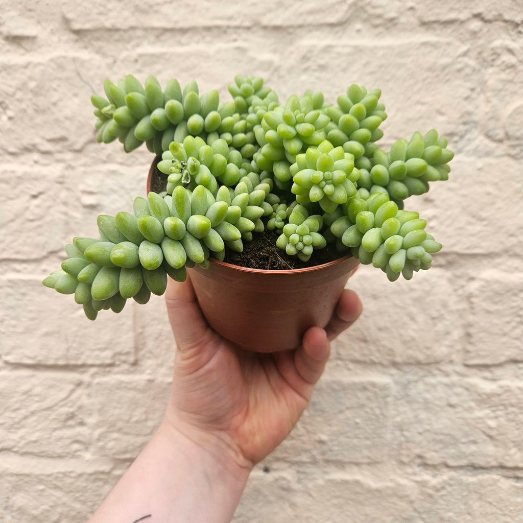 Sedum morganianum 'Burrito'  (Donkey Tail)