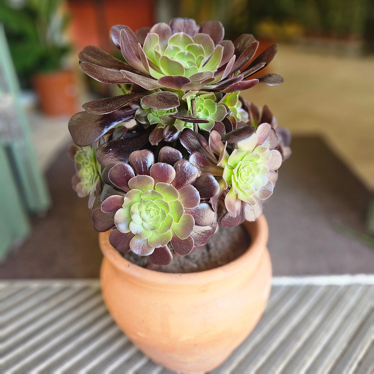 Aeonium arboreum (Houseleek Tree)
