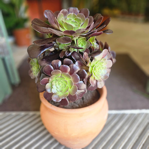 Aeonium arboreum (Houseleek Tree)