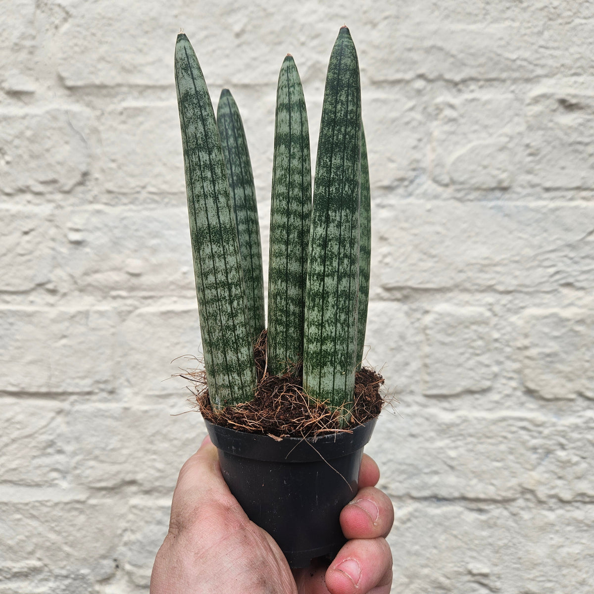 Sansevieria bacularis 'Mikado' (Snake Plant)