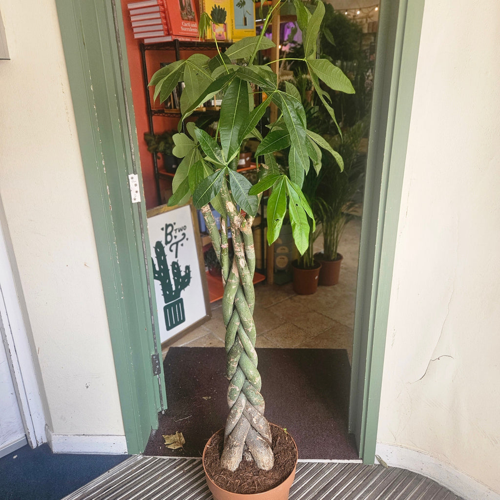 Pachira aquatica (Money Tree)