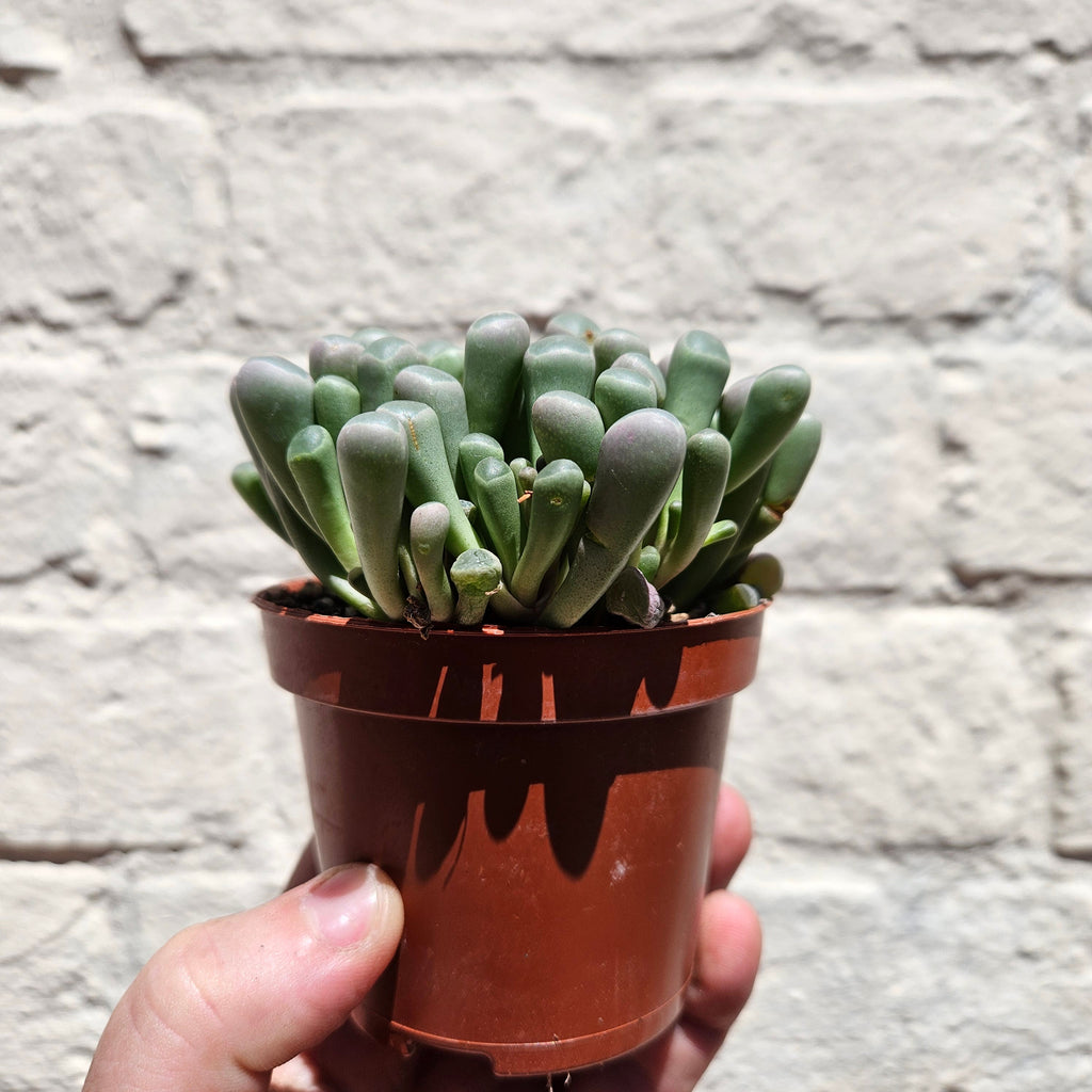Fenestraria rhopalophylla subsp. aurantiaca (Baby Toes)