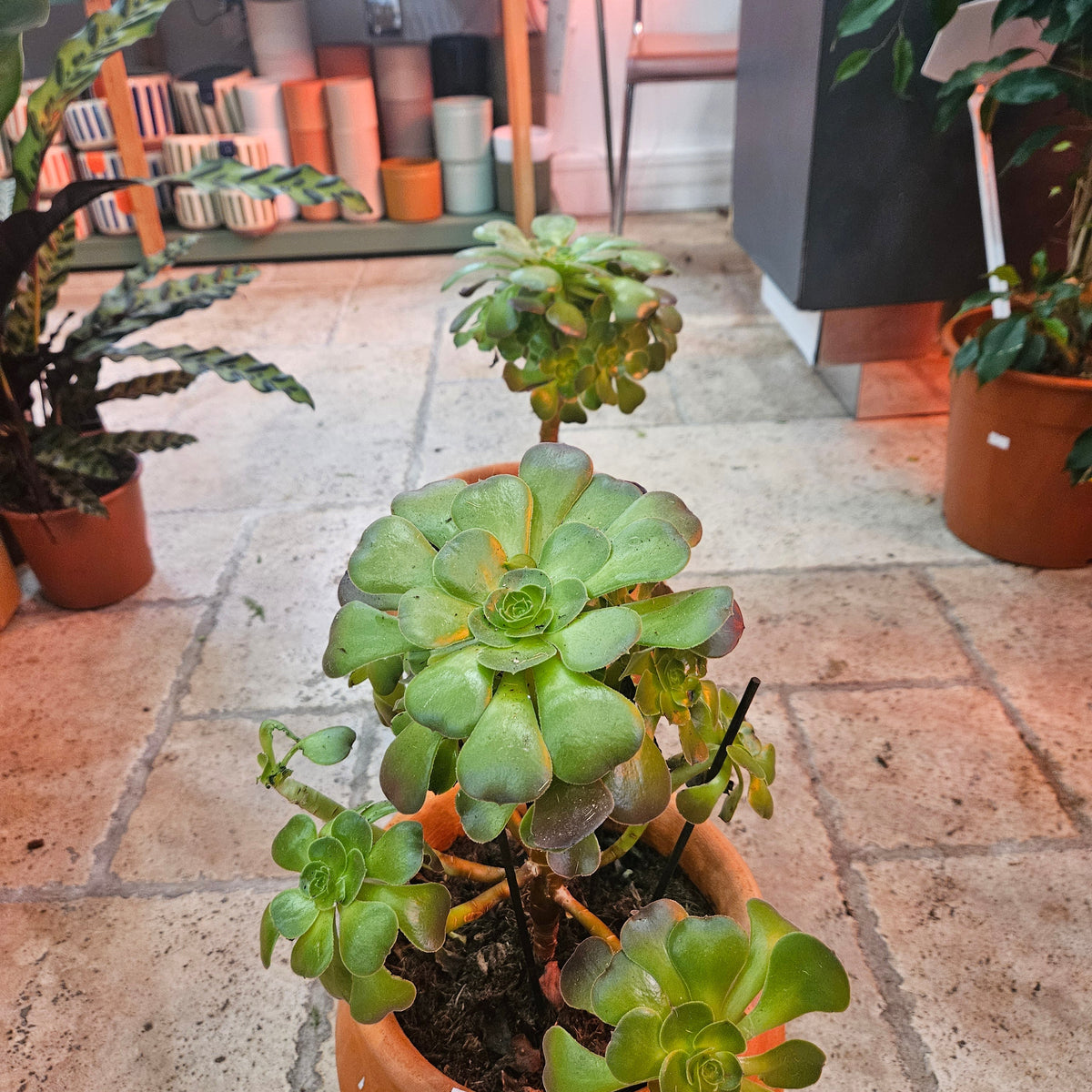 Aeonium arboreum (Houseleek Tree)