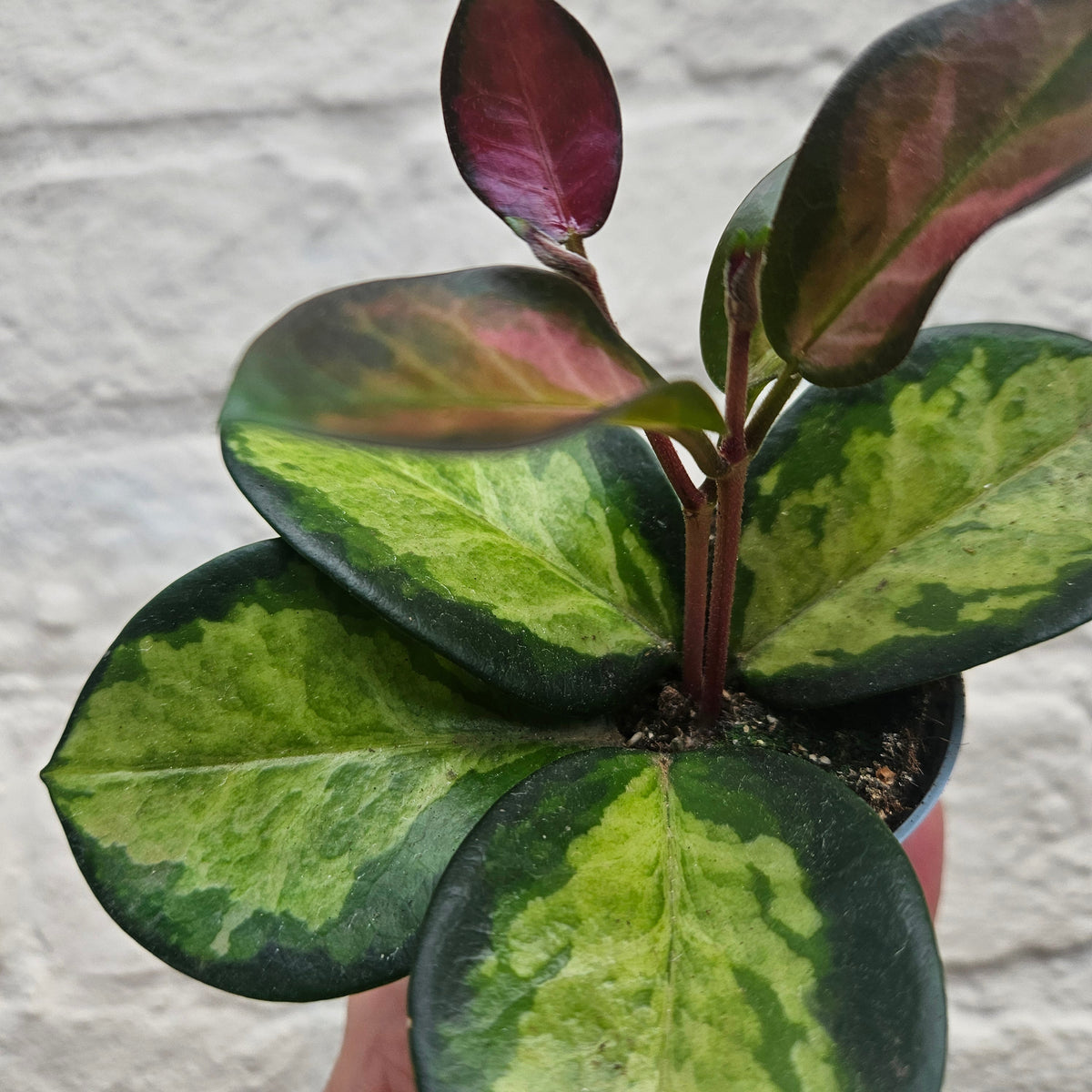 Hoya carnosa 'Tricolour'