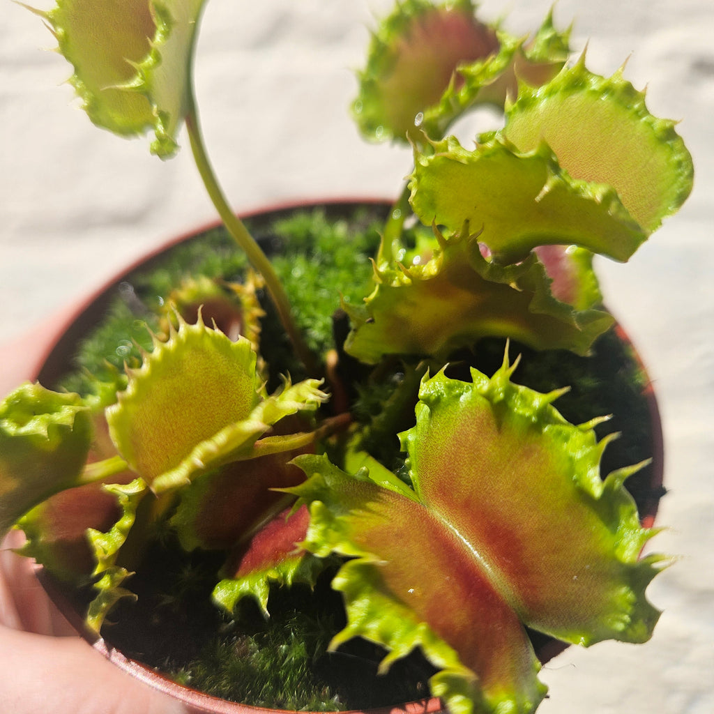 Dionaea muscipula 'Zipp' (Venus Flytrap Zipp)