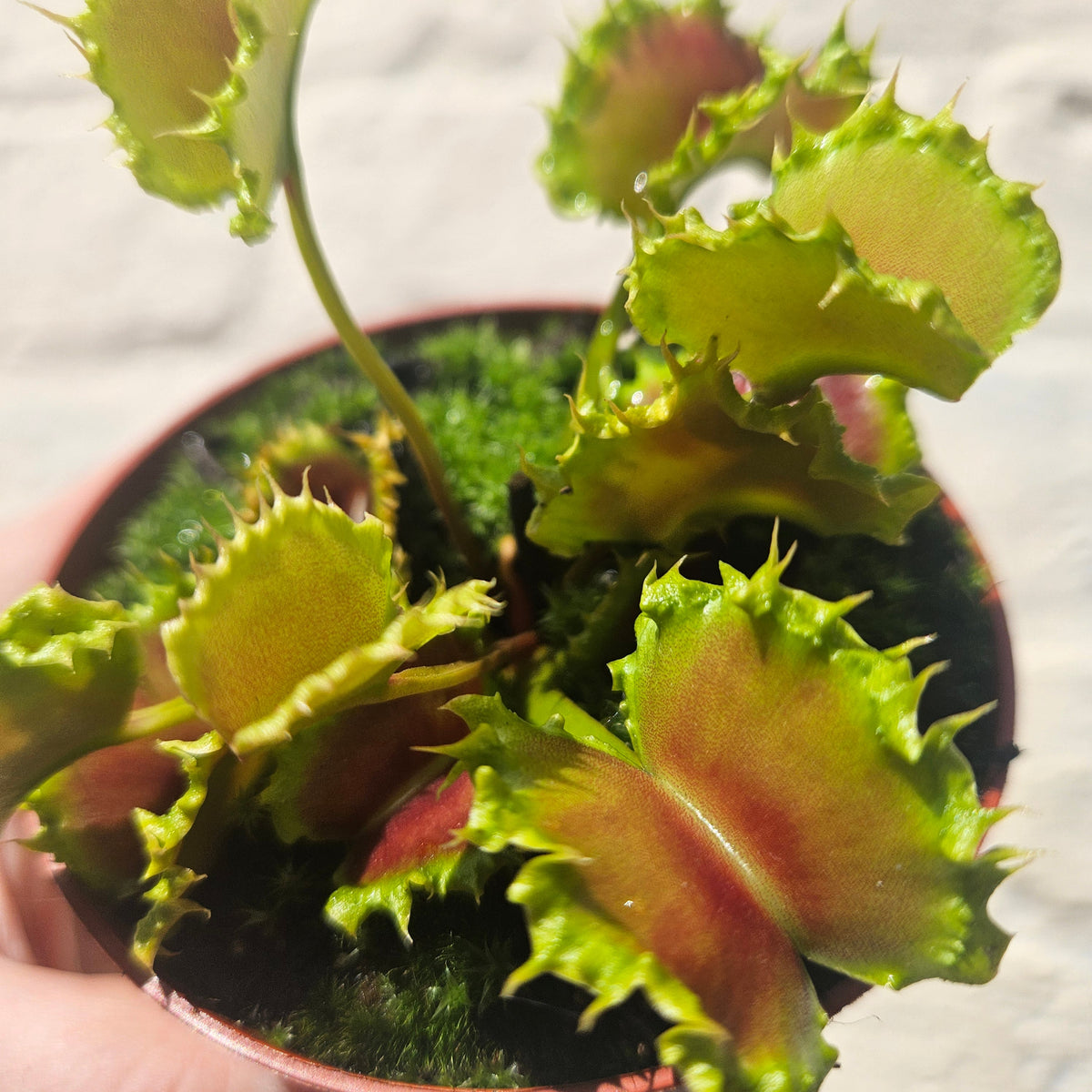 Dionaea muscipula 'Zipp' (Venus Flytrap Zipp)