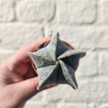 Astrophytum myriostigma (Bishop’s Mitre)